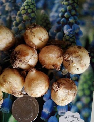แสดงหัว Hyacinthus orientalis