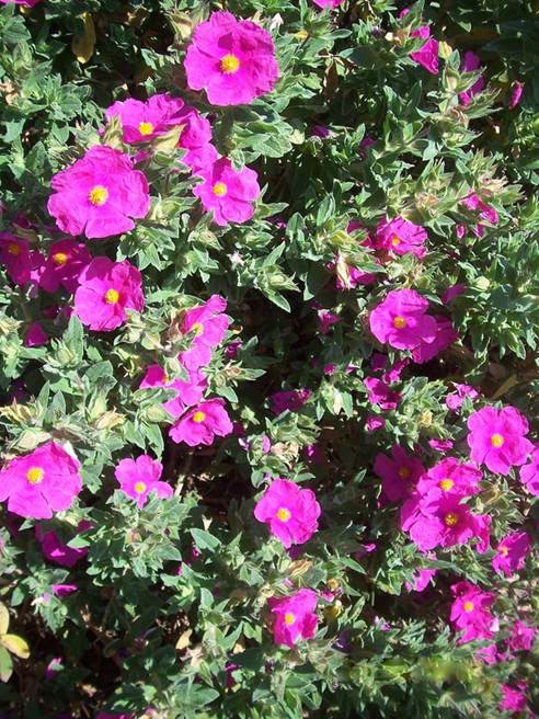 Cistus incanus